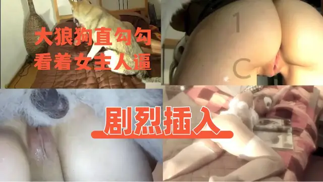 【人與獸】大狼狗直勾勾看著女主人的逼，劇烈插入